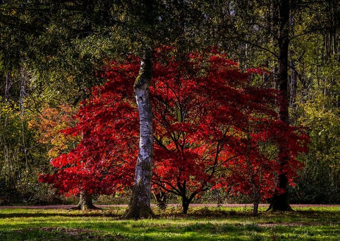 Autumn Trees And Foilage Print